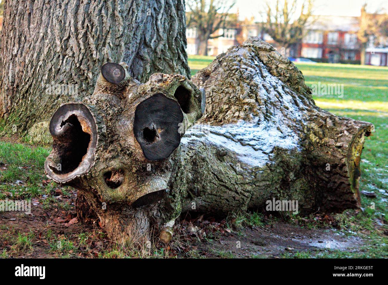 A tree stump surrounded by lush green grass in a park in Northampton ...