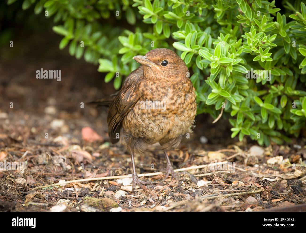 Juvenile common blackbird (Turdus merula) with mottled brown feathers on the ground in a flower bed in a UK garden Stock Photo