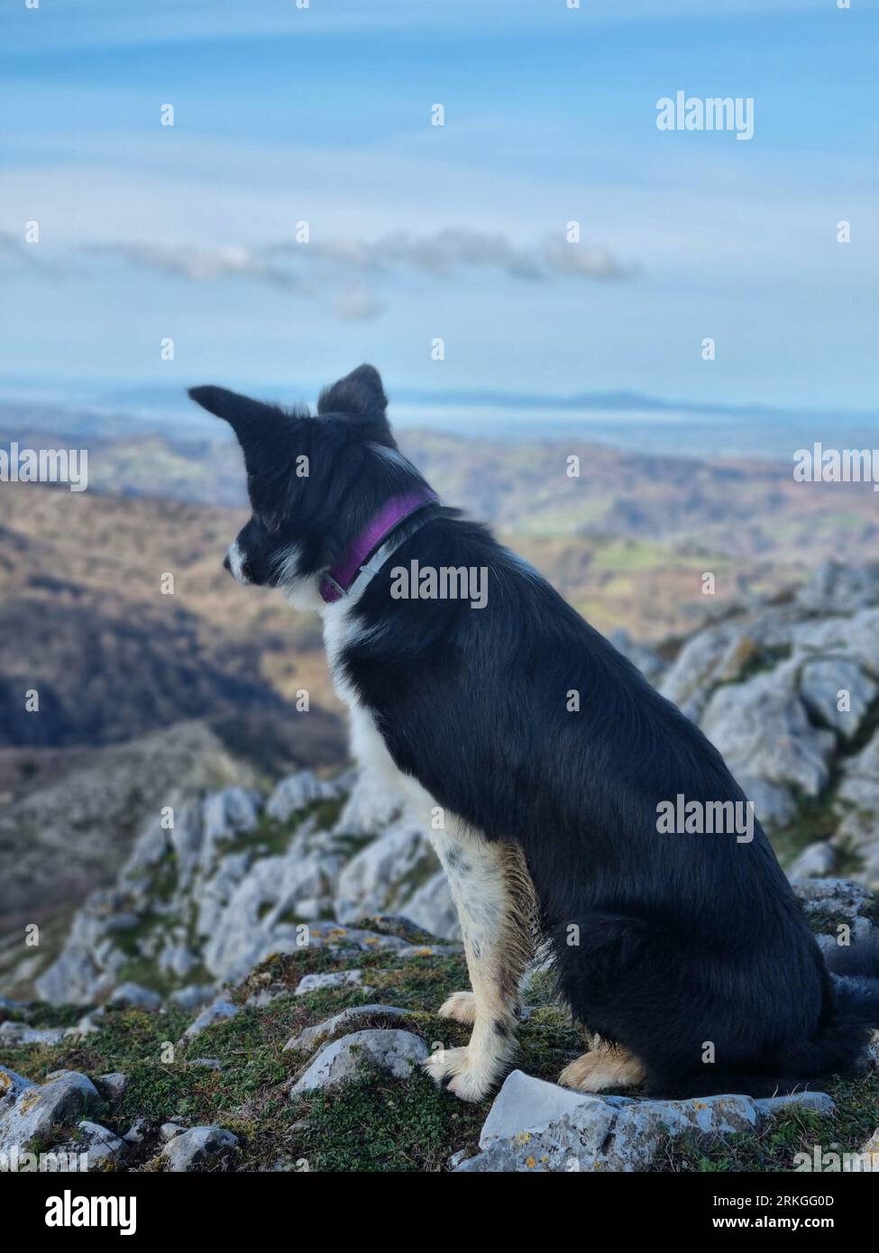 A Border Collie dog sitting atop a rocky hillside, gazing off into the