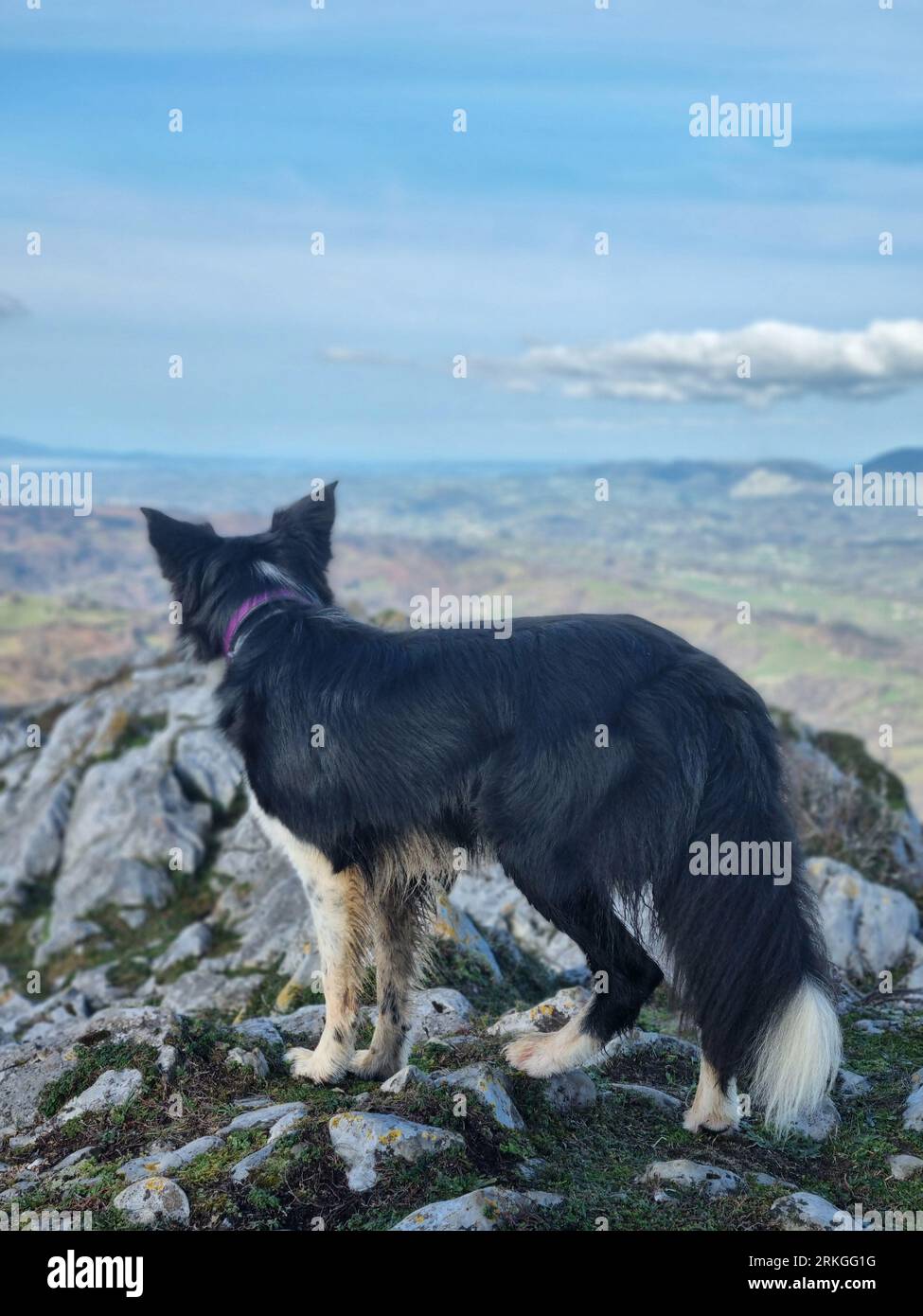 A Border Collie dog sitting atop a rocky hillside, gazing off into the