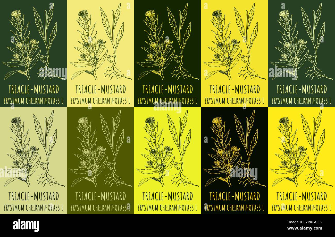 Erysimum cheiranthoides botanical illustration hires stock photography