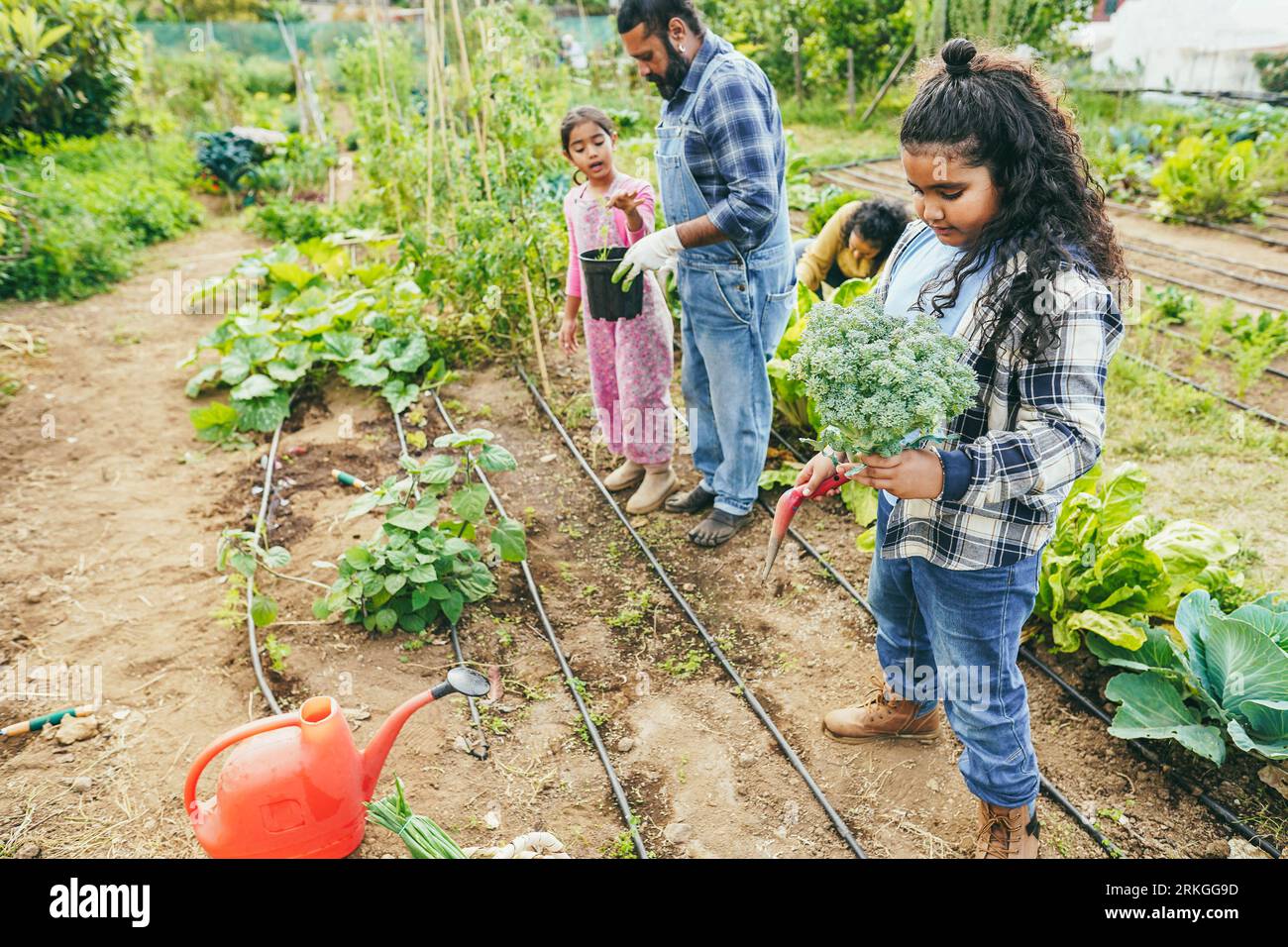 Indian family picking up organic vegetables from house garden outdoor ...