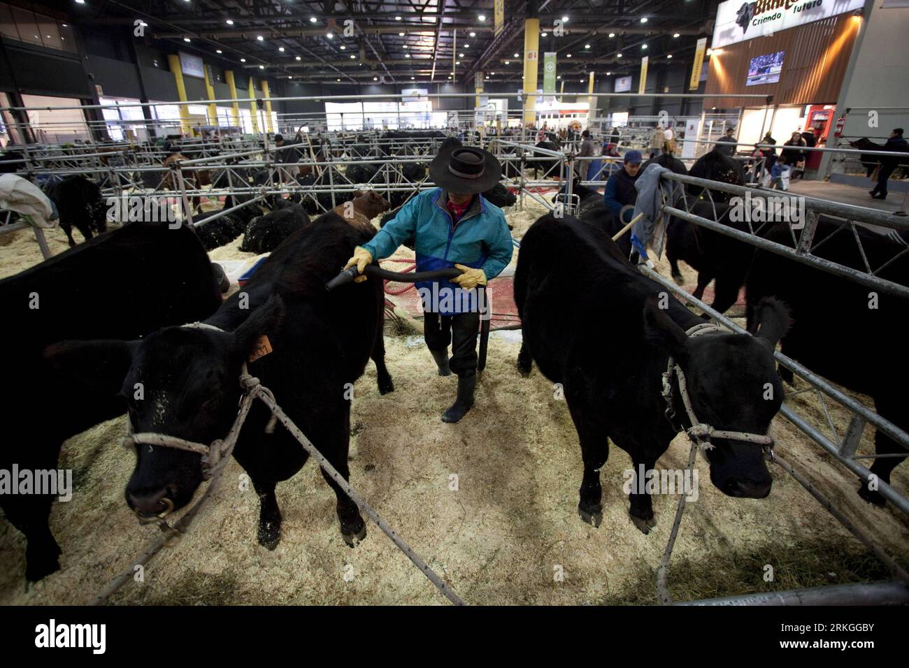 Bildnummer: 55594552  Datum: 14.07.2011  Copyright: imago/Xinhua (110715) -- BUENOS AIRES, July 15, 2011 (Xinhua) -- A staff takes care of the cattles during the first day of the 125th La Rural Expo, the most important cattle and farming expo in Argentina, in Buenos Aires, Argentina, July 14, 2011. (Xinhua/Martin Zabala) (xhn) ARGENTINA-BUENOS AIRES-LA RURAL PUBLICATIONxNOTxINxCHN Gesellschaft Wirtschaft Landwirtschaft Messe Landwirtschaftsmesse xjh 2011 quer  o0 Tiere Rind Kalb Kälber    Bildnummer 55594552 Date 14 07 2011 Copyright Imago XINHUA 110 715 Buenos Aires July 15 2011 XINHUA a Staf Stock Photo