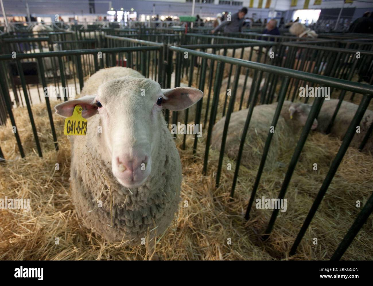 Bildnummer: 55594556  Datum: 14.07.2011  Copyright: imago/Xinhua (110715) -- BUENOS AIRES, July 15, 2011 (Xinhua) -- A sheep is seen during the first day of the 125th La Rural Expo, the most important cattle and farming expo in Argentina, in Buenos Aires, Argentina, July 14, 2011. (Xinhua/Martin Zabala) (xhn) ARGENTINA-BUENOS AIRES-LA RURAL PUBLICATIONxNOTxINxCHN Gesellschaft Wirtschaft Landwirtschaft Messe Landwirtschaftsmesse xjh 2011 quer o0 Tiere Schaf    Bildnummer 55594556 Date 14 07 2011 Copyright Imago XINHUA 110 715 Buenos Aires July 15 2011 XINHUA a Sheep IS Lakes during The First Da Stock Photo