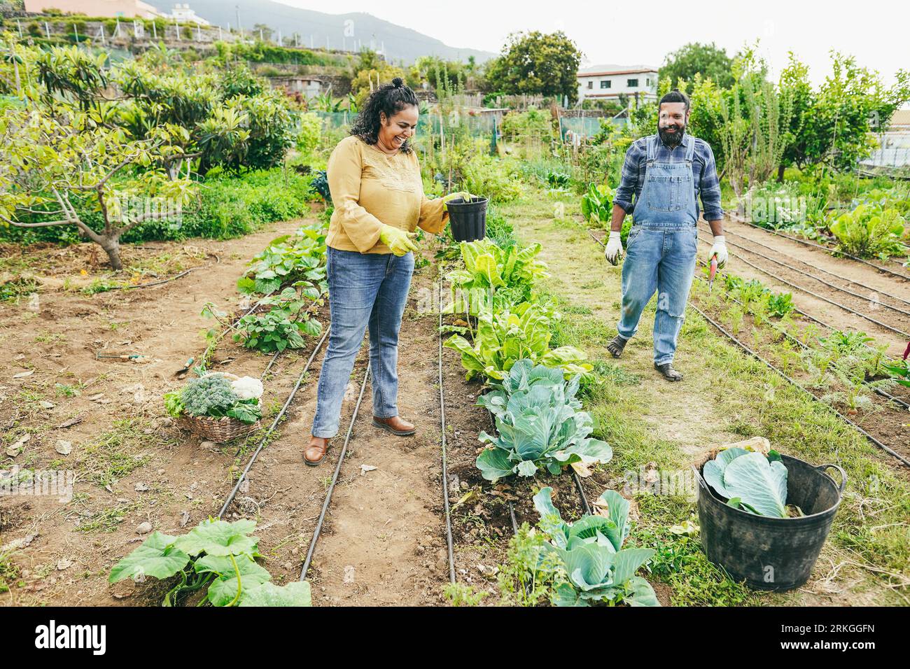 Indian wife and her husband picking up organic vegetables from home ...