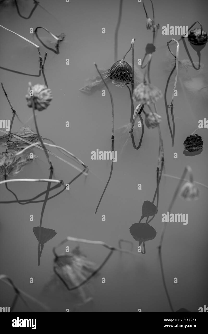 A black and white shot of a Hindu lotus seedpod Stock Photo