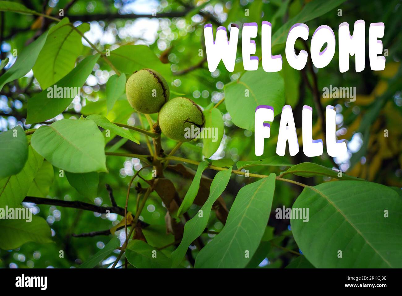 Welcome fall lettering inscription. Walnut on a tree. the cultivation of nuts. Green leaves and an unripe nut. Stock Photo