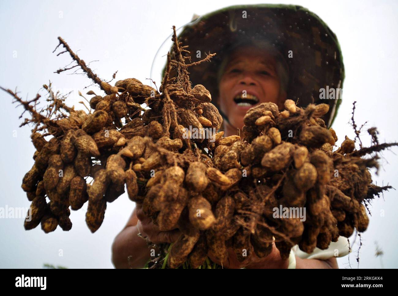 Bildnummer: 55604693  Datum: 18.07.2011  Copyright: imago/Xinhua (110720) -- NANNING, July 20, 2011 (Xinhua) -- A farmer shows ripe peanuts in Nanning City, south China s Guangxi Zhuang Autonomous Region, July 18, 2011. Recently, crops such as early season rice, corn, peanuts come into the harvest season in some parts of China. (Xinhua/Lu Bo an) (zl) CHINA-AGRICULTURE-HARVEST(CN) PUBLICATIONxNOTxINxCHN Wirtschaft Gesellschaft Bauern Ernte xsk 2011 quer  o0 Erdnüsse Arbeitswelten Feld Landwirtschaft    Bildnummer 55604693 Date 18 07 2011 Copyright Imago XINHUA  Nanning July 20 2011 XINHUA a Far Stock Photo