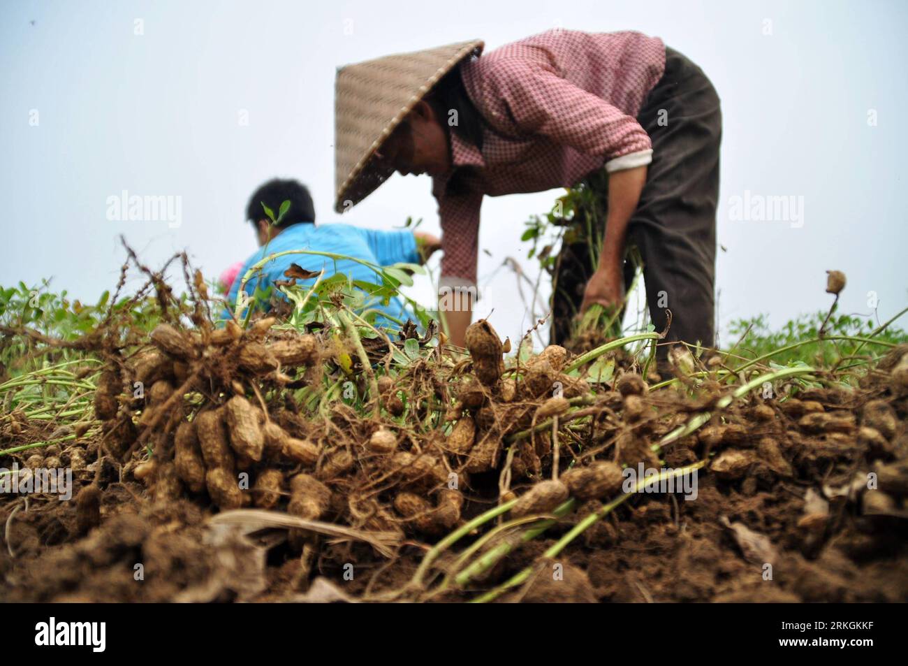 Bildnummer: 55604695  Datum: 18.07.2011  Copyright: imago/Xinhua (110720) -- NANNING, July 20, 2011 (Xinhua) -- A woman harvests peanuts in the field in Nanning City, south China s Guangxi Zhuang Autonomous Region, July 18, 2011. Recently, crops such as early season rice, corn, peanuts come into the harvest season in some parts of China. (Xinhua/Lu Bo an) (zl) CHINA-AGRICULTURE-HARVEST(CN) PUBLICATIONxNOTxINxCHN Wirtschaft Gesellschaft Bauern Ernte xsk 2011 quer  o0 Erdnüsse Arbeitswelten Feld Landwirtschaft    Bildnummer 55604695 Date 18 07 2011 Copyright Imago XINHUA  Nanning July 20 2011 XI Stock Photo