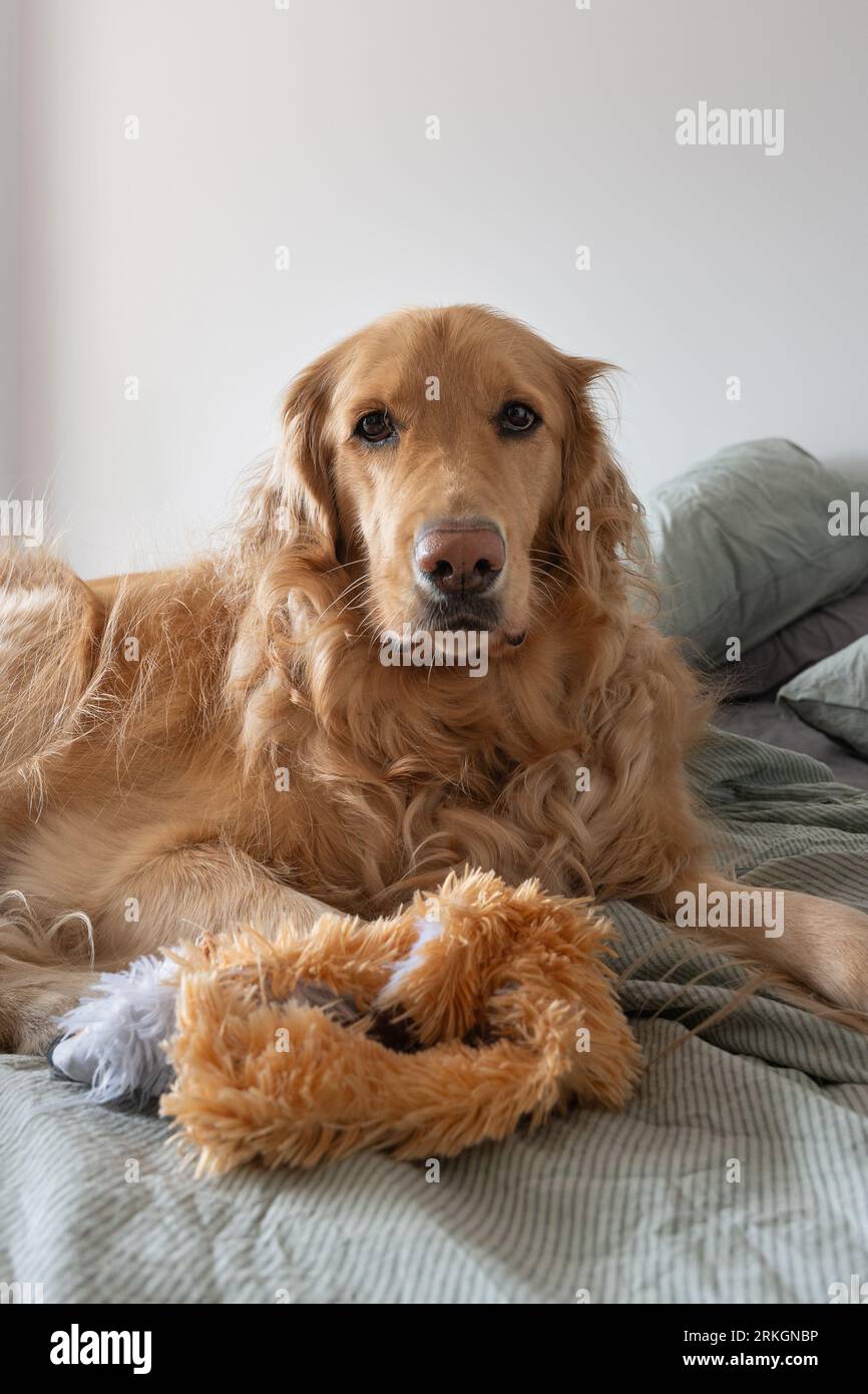 A vertical of a golden retriever lying in a bed Stock Photo - Alamy