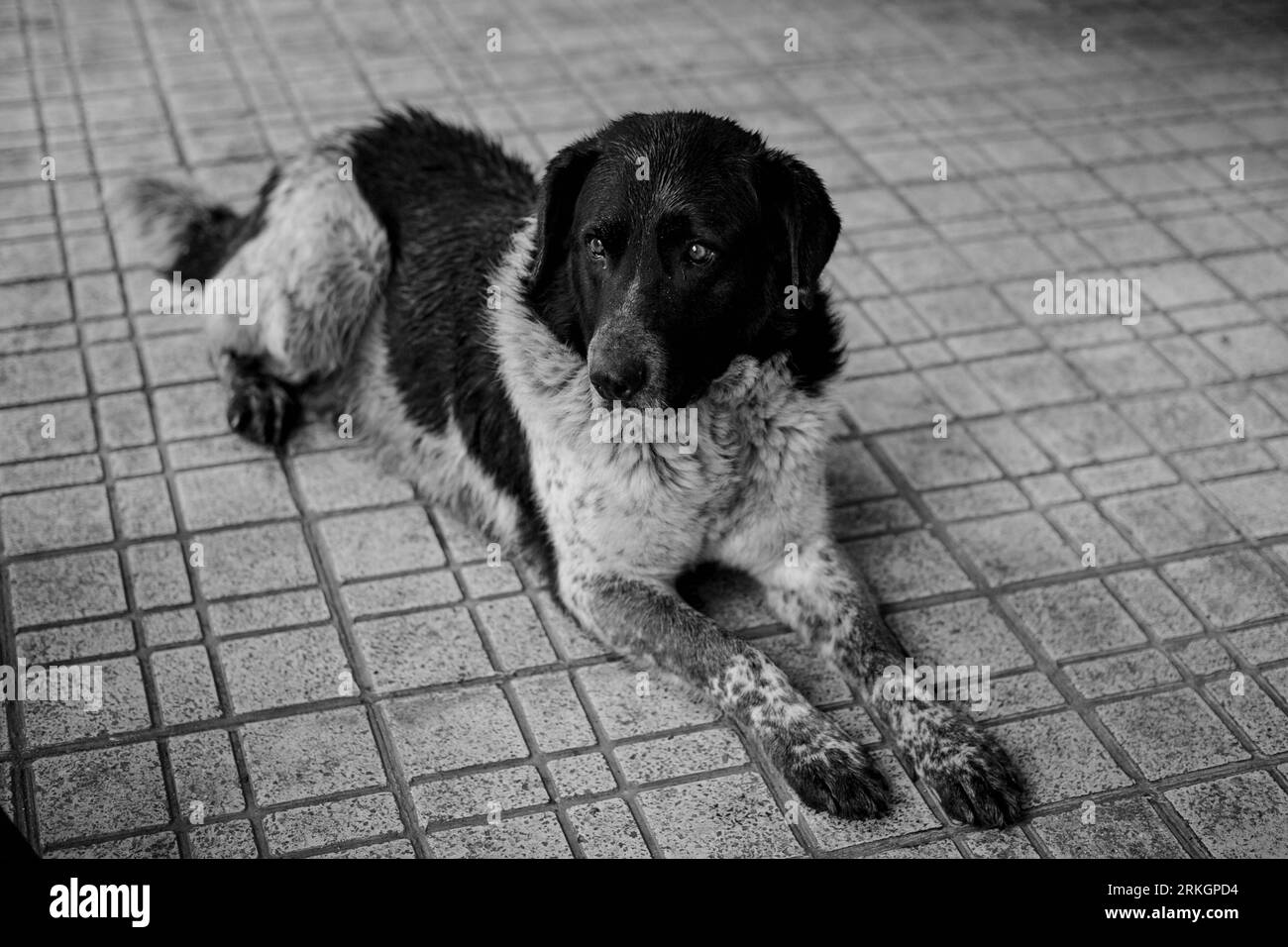 A medium-sized canine lounging contentedly on a grey flooring surface Stock Photo