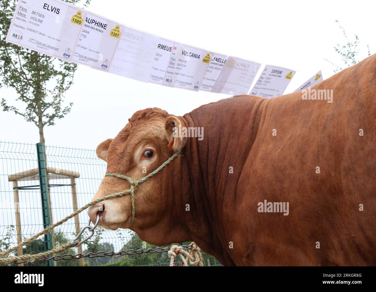 Bildnummer: 55612276  Datum: 23.07.2011  Copyright: imago/Xinhua (110724) -- LIBRAMONT, July 24, 2011 (Xinhua) -- A Limousine cow is displayed at the agricultural fair in Libramont, Belgium, July 23, 2011. The 77th Libramont agricultural fair, lasting for 5 days, were opened on July 22. (Xinhua/Wang Xiaojun)(axy) BELGIUM-LIBRAMONT-AGRICULTURE FAIR PUBLICATIONxNOTxINxCHN Wirtschaft Messe Landwirtschaft Landwirtschaftsmesse xtm 2011 quer o0 Tier Rind Kuh    Bildnummer 55612276 Date 23 07 2011 Copyright Imago XINHUA  Libramont July 24 2011 XINHUA a Sedan Cow IS displayed AT The Agricultural Fair Stock Photo