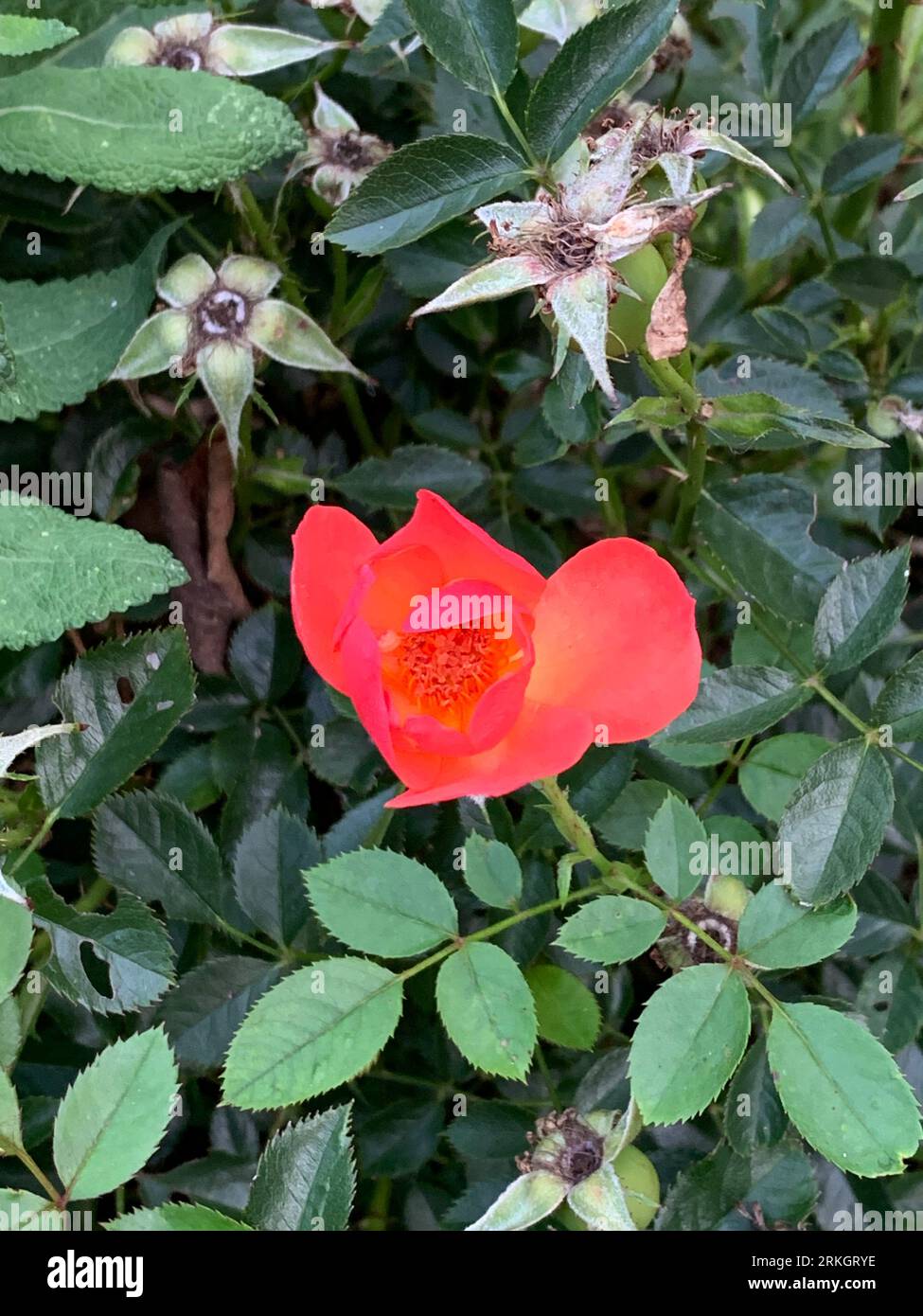 A vibrant red rose stands out against the lush backdrop of green ...