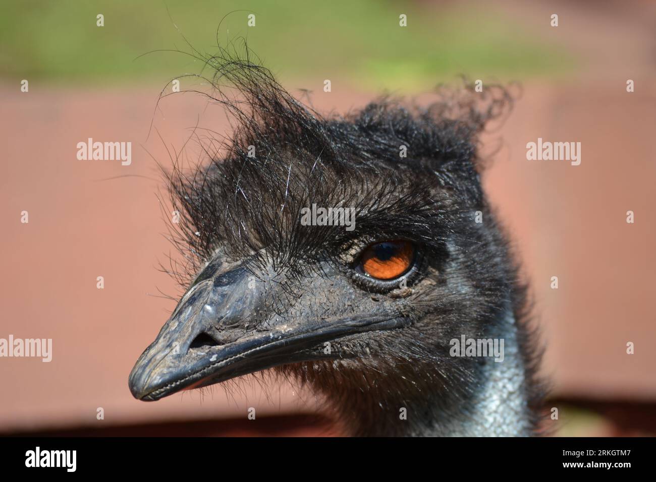 A closeup of an emu ostrich Stock Photo
