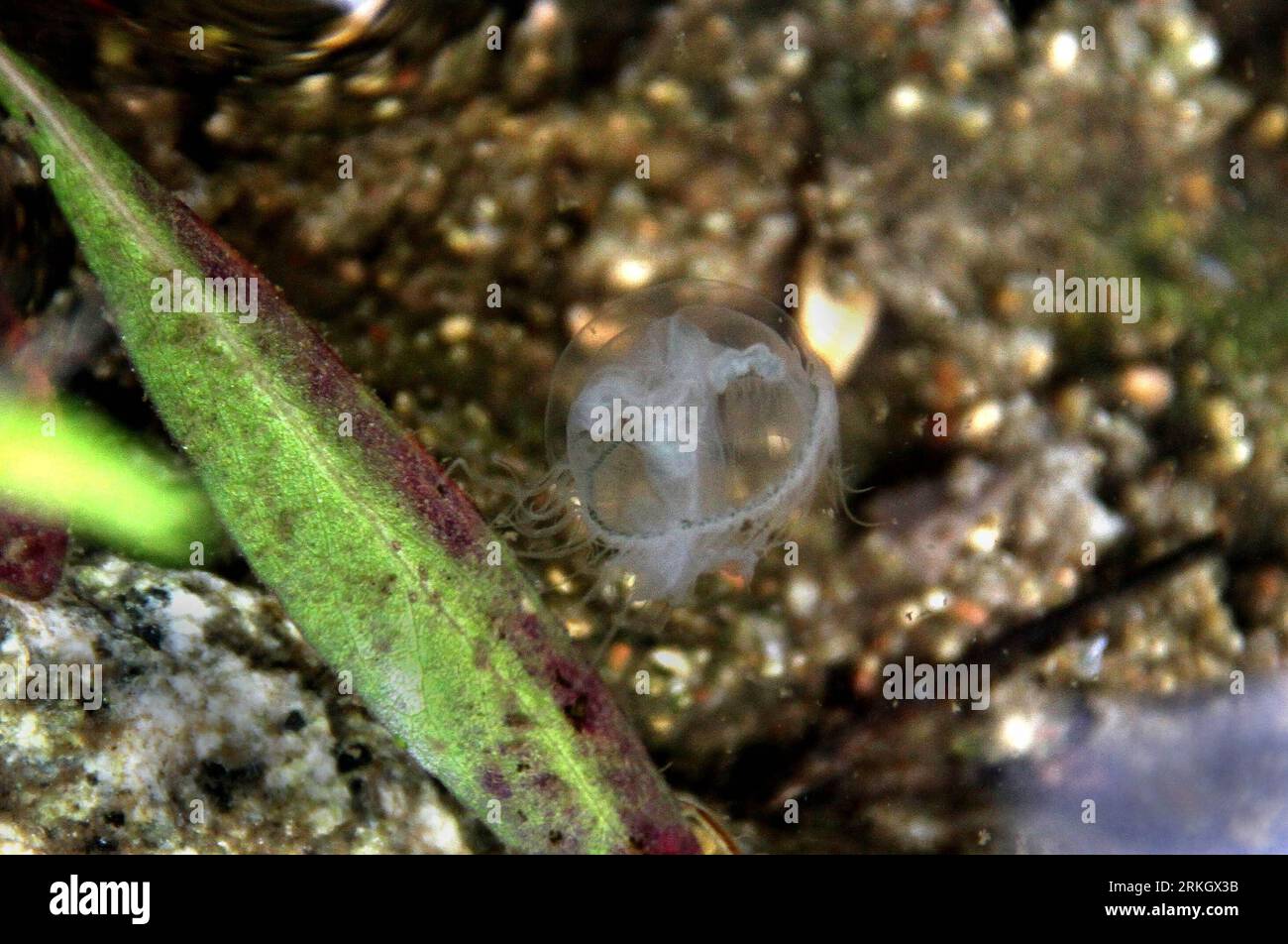 Orange Jellyfish Chrysaora Fuscescens Pacific Sea Nettle Blue Ocean Water —  Stock Photo © LeeYiuTung #243108726, image size:1300x952