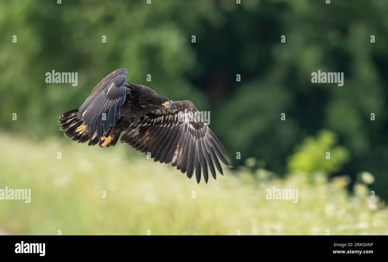 A White-tailed eagle seen in a majestic pose, its wings spread wide, as it surveys its surroundings Stock Photo