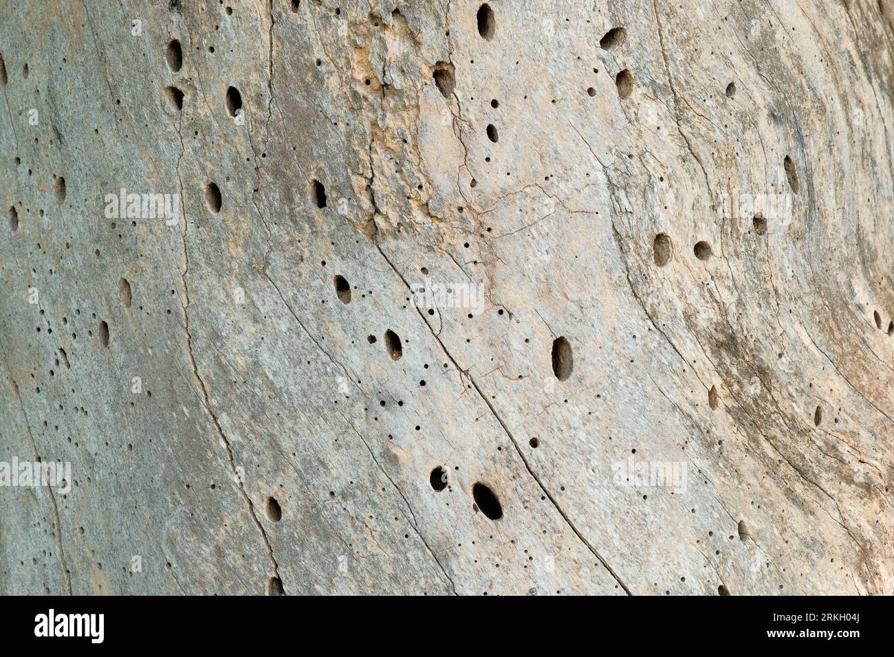 Tiny holes bored in tree stump that is also missing bark Stock Photo