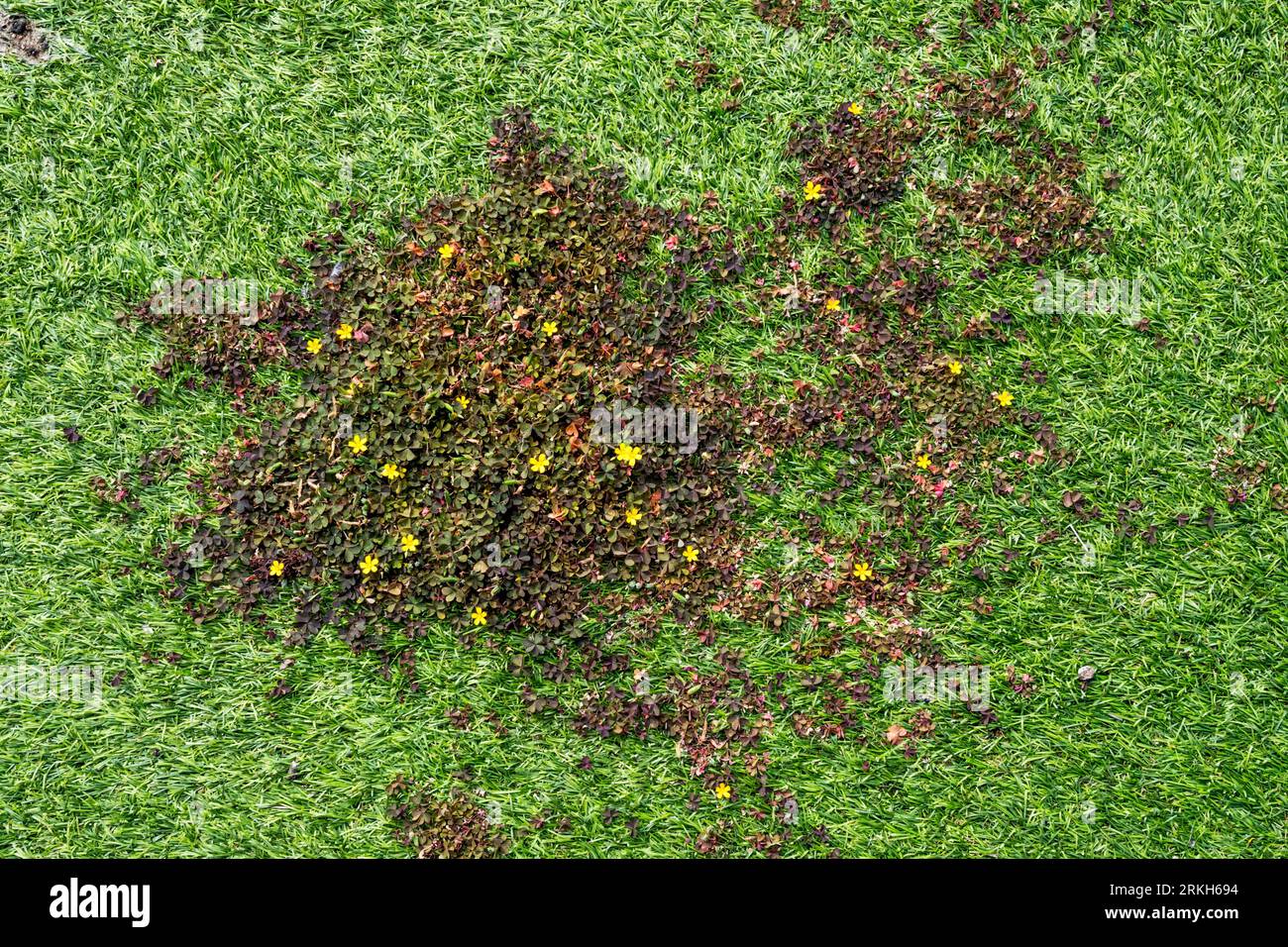 Weeds growing through astroturf or artificial grass Stock Photo Alamy