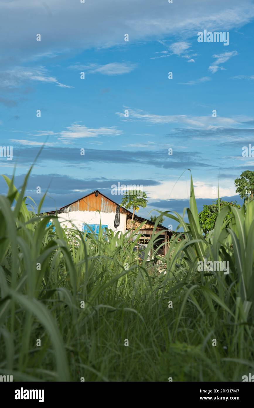 A vertical of a wooden shack with a grassy landscape Stock Photo