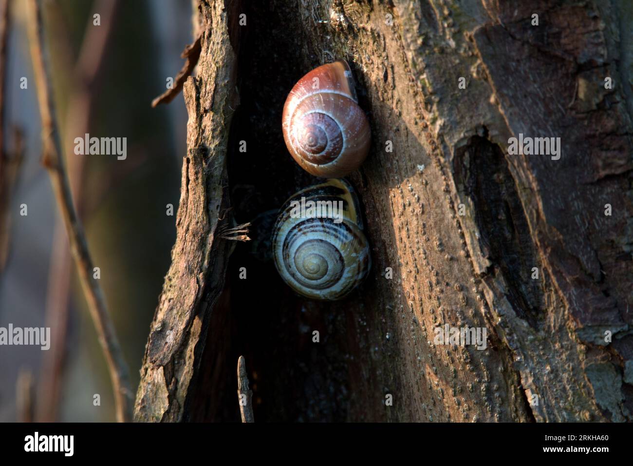 Two snails with conicalshaped shells on a sandy surface in a shallow