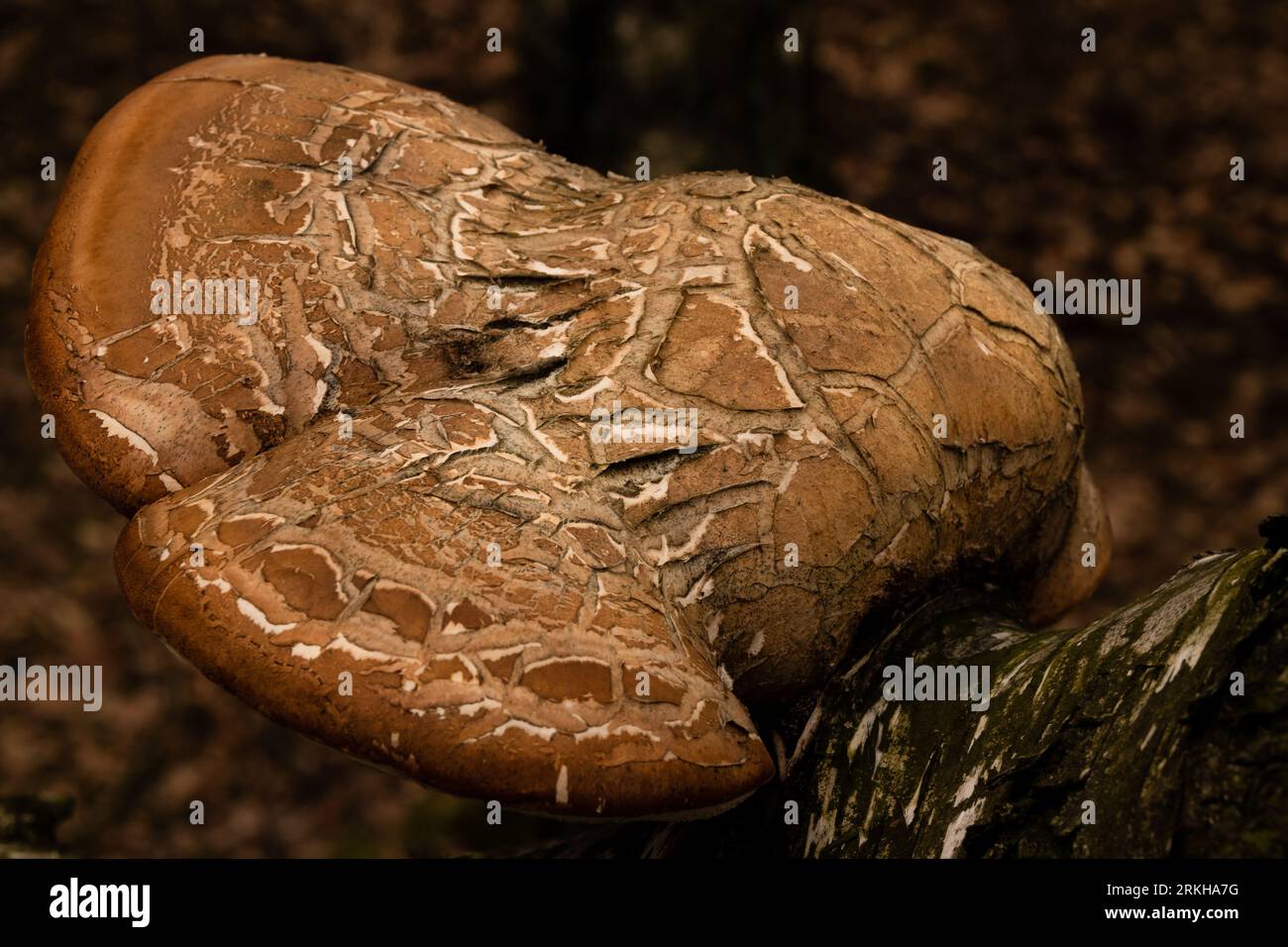 A close-up of a large, brown Birch Polypore mushroom with its dry, fan-like texture Stock Photo