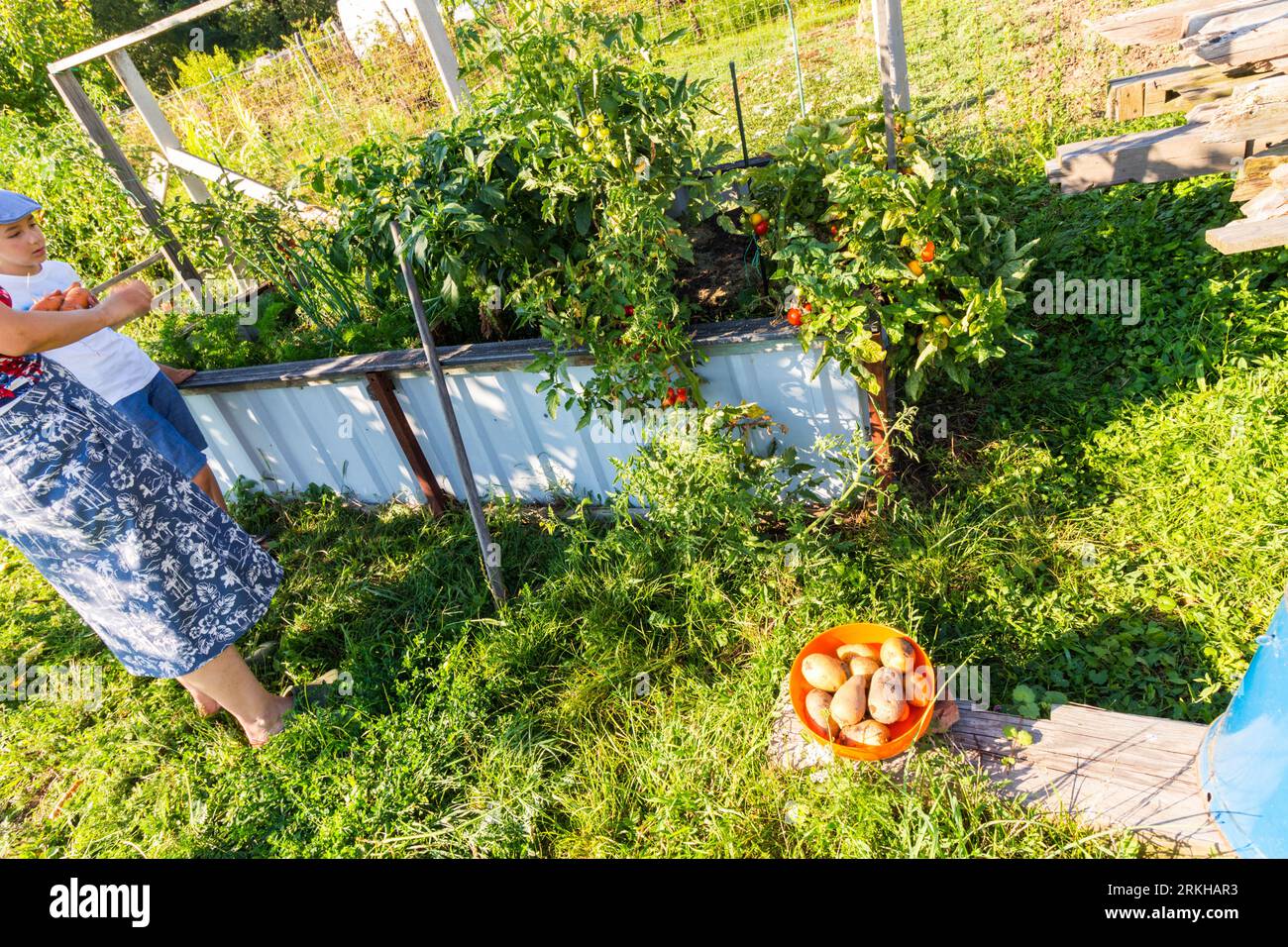 Chemical-free outdoor carrot, potato and paprika production in rural garden, Hungary Stock Photo