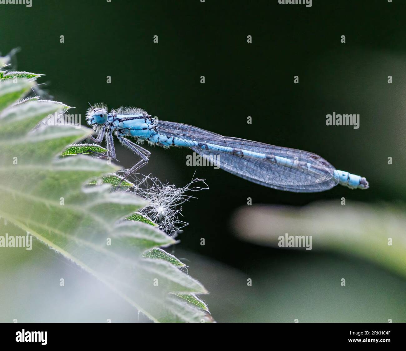A vibrant blue Homoptera dragonfly sits atop a green leaf Stock Photo ...