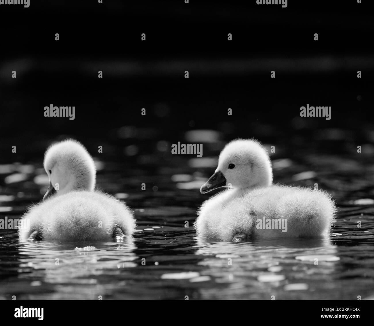 Black and White Stock Photos & Images Alamy