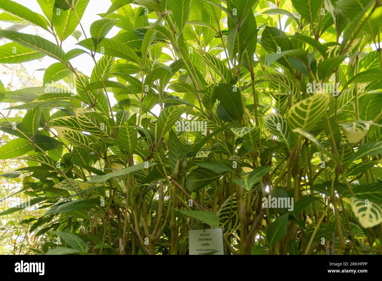 corno di toro pepper plant Corno Di Toro Pepper (Heirloom 72 Days) main image 0