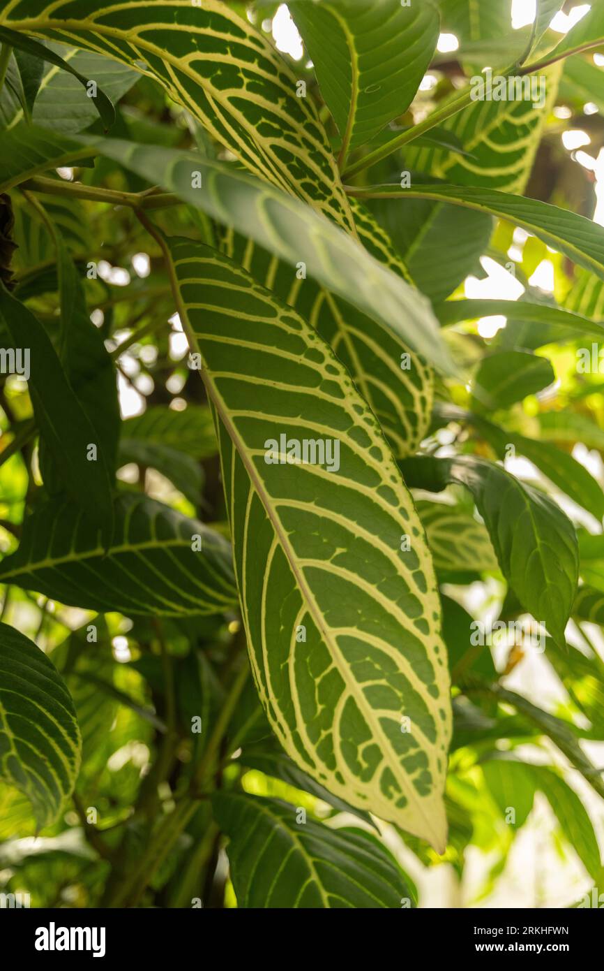 braided plants 6" Braided Money Tree  BWH Plant Co