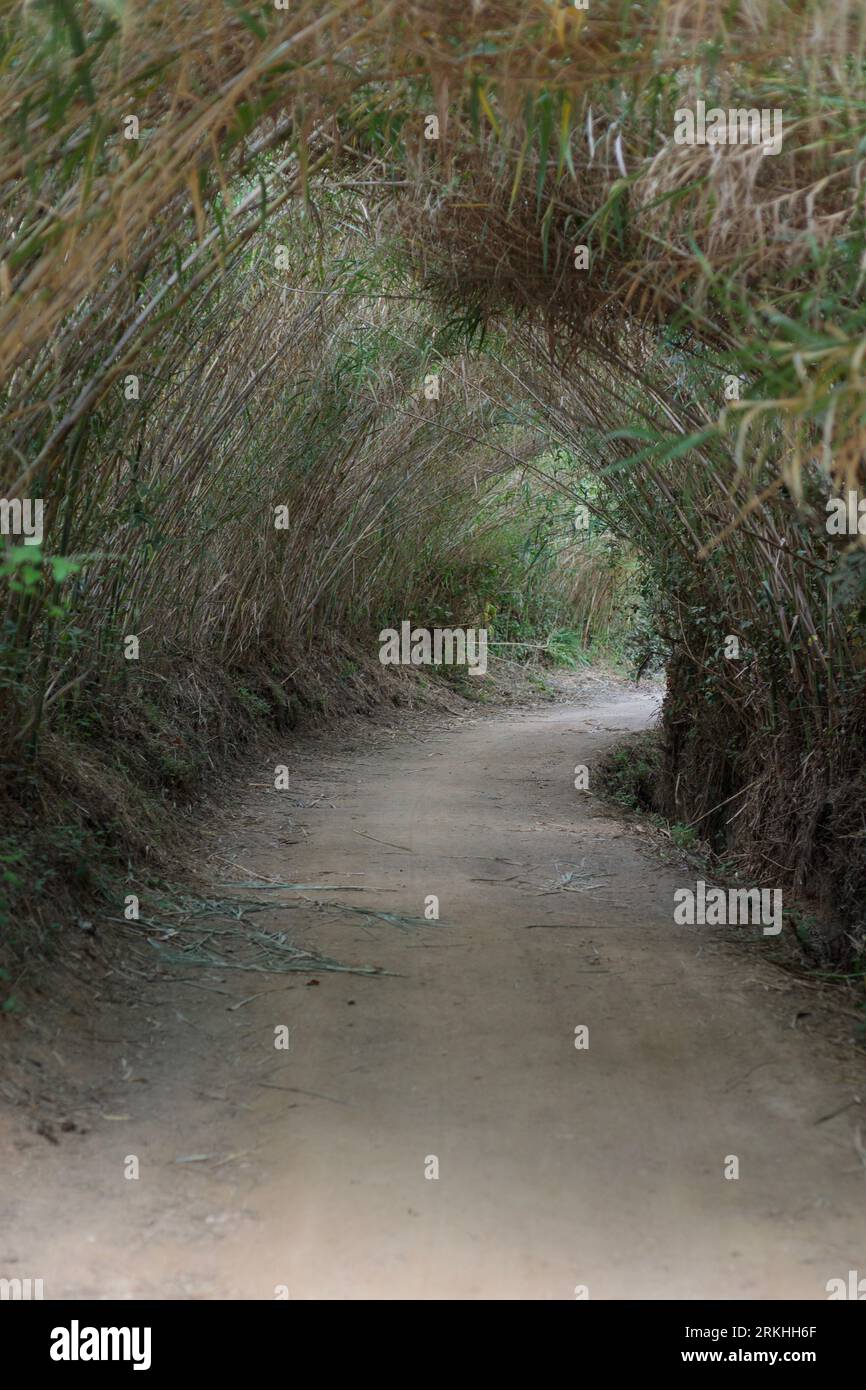 Bamboo Tunnel: Lush Green Pathway in Natural Forest Setting Stock Photo