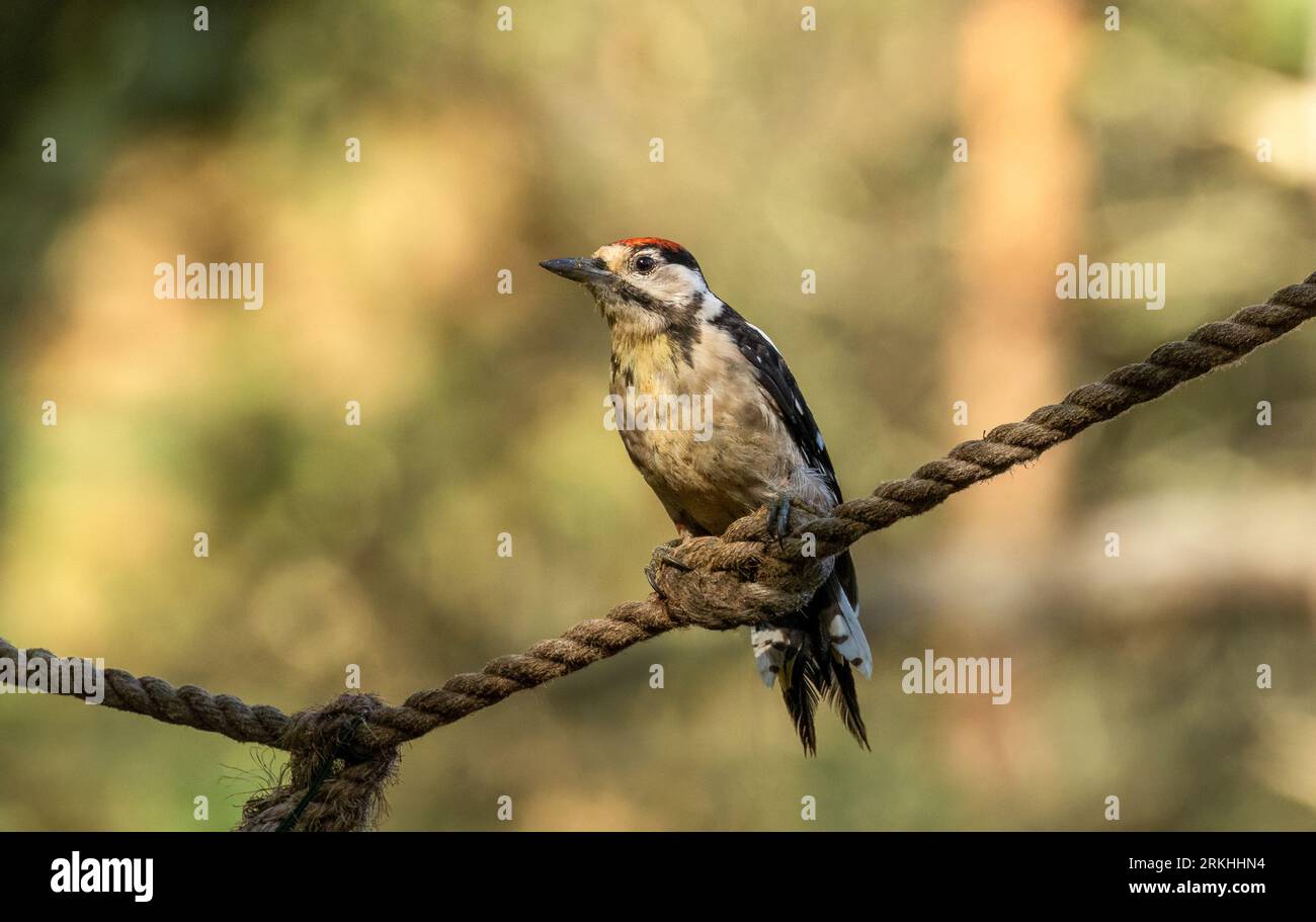 Juvenile male great spotted woodpecker perched on rope in the forest with natural woodland background Stock Photo