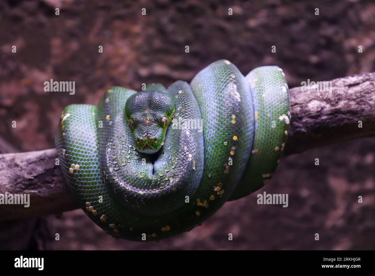 Closed Up Picture of Green Tree Python Rolling on a Tree Trunk Stock ...