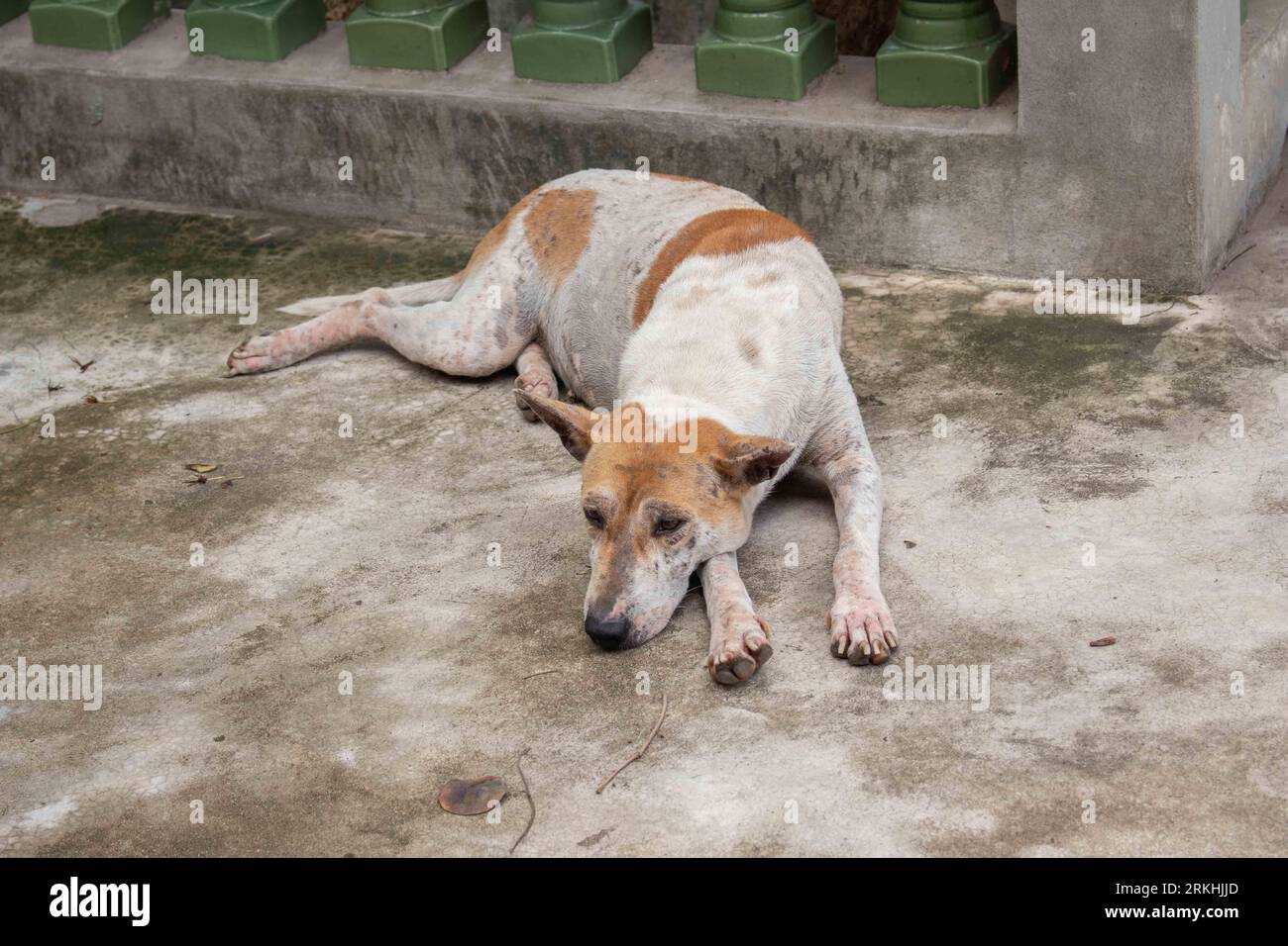 An adorable canine resting in a relaxed position Stock Photo - Alamy