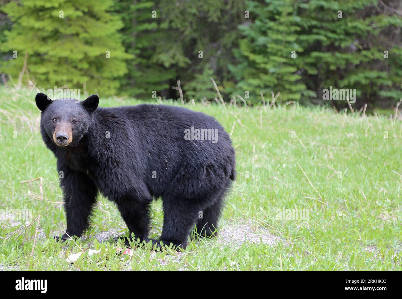 Black Bear watching - Canada Stock Photo