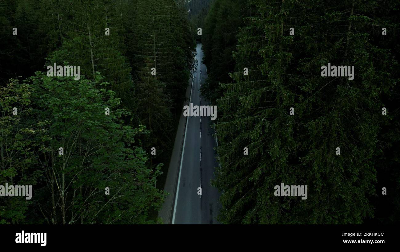 An aerial view of a road in a lush green forest with an array of trees ...