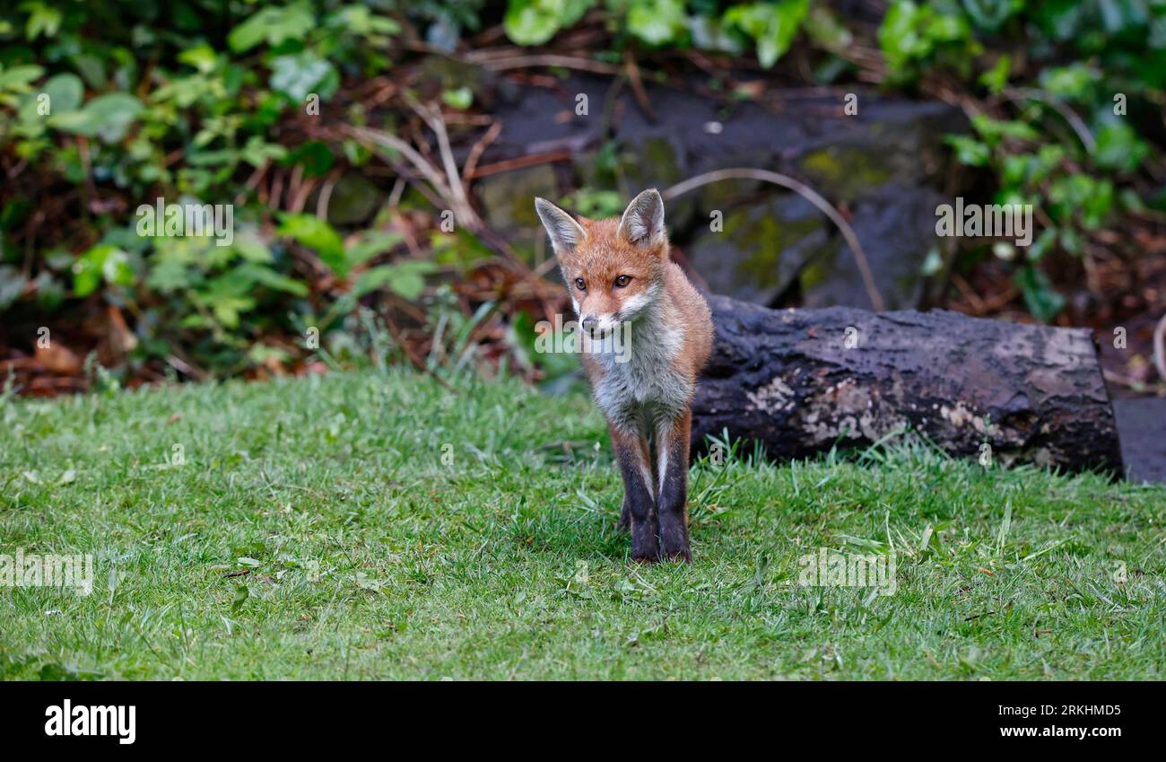 Fox cubs in the garden Stock Photo