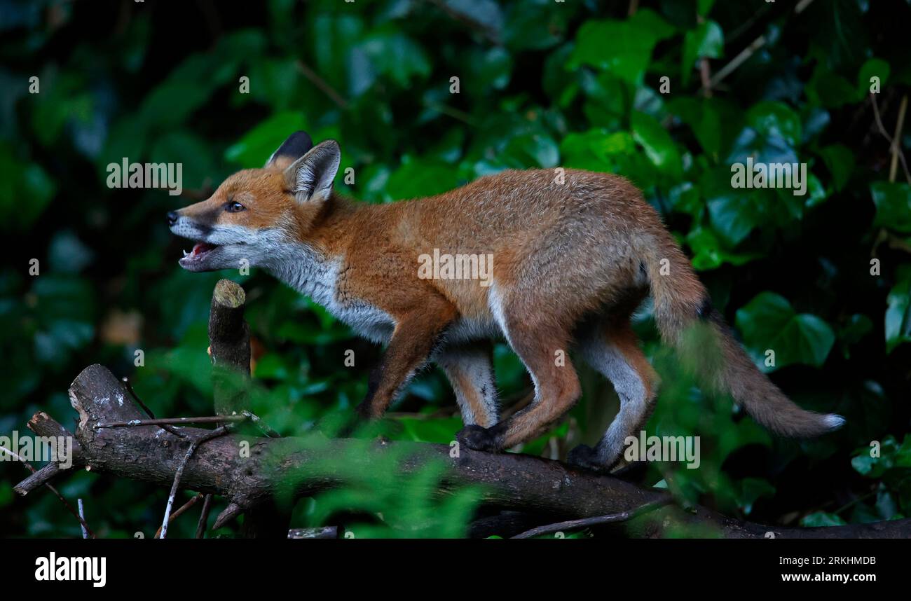Fox cubs in the garden Stock Photo