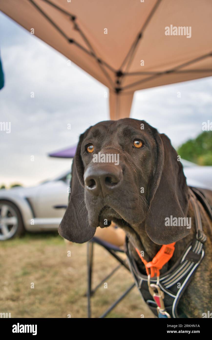 Pointer Plott Mix
