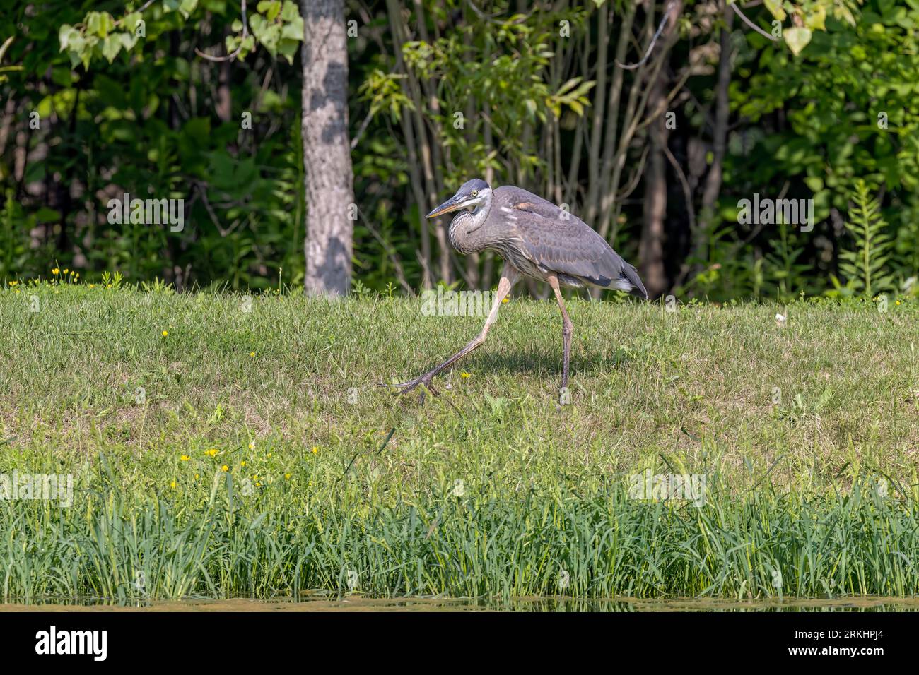 Young Great blue heron ( Ardea cinerea ) is the largest American heron hunting small fish, insect, rodents, reptiles, small mammals, Stock Photo