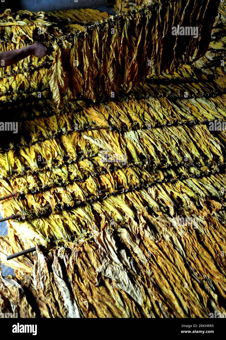 Flue cured tobacco hi-res stock photography and images - Alamy