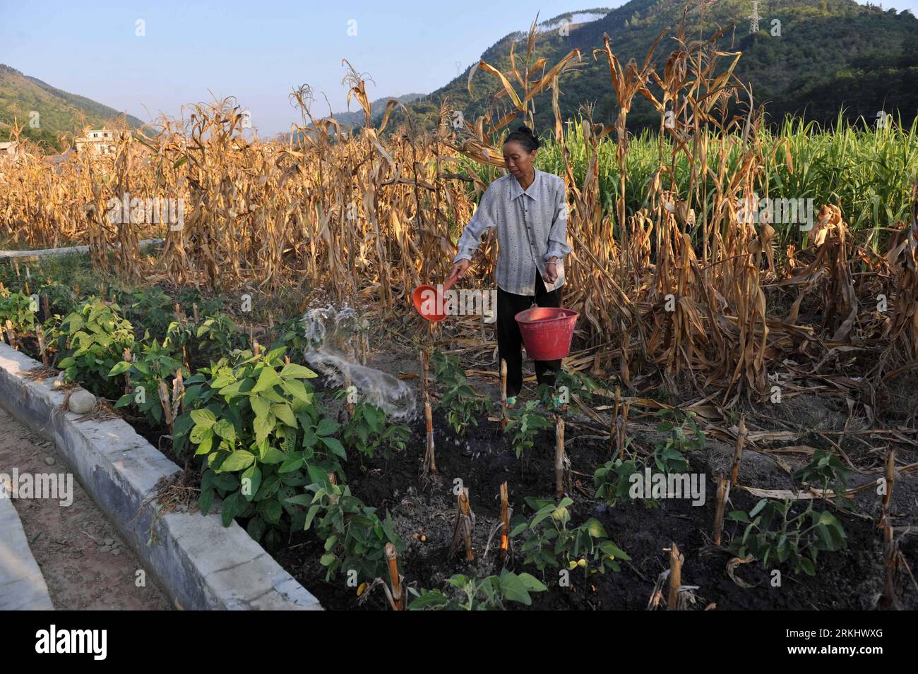 Bildnummer: 55913975  Datum: 07.09.2011  Copyright: imago/Xinhua (110908) -- TIANLIN, Sept. 8, 2011 (Xinhua) -- A villager waters croplands in Pingman Village of Tianlin County, south China s Guangxi Zhuang Autonomous Region, Sept. 7, 2011. A total of 190,000 mu (about 12,667 hectares) of crops here have been affected by a serious drought, with 25,000 mu (about 1,667 hectares) totally fruitless. The drought has affected several counties as the average precipitation from July 1 to the end of August has fallen by 50 percent year on year to 228 millimeters, the least since 1951. (Xinhua/Zhou Hua) Stock Photo