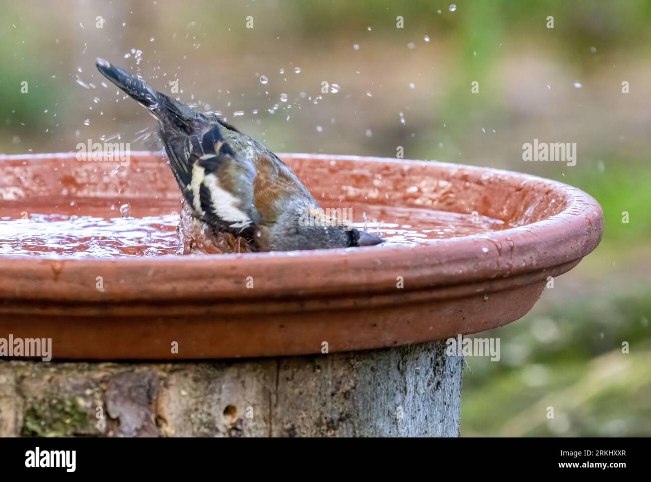 Male chaffinch bird bathing in a dish of water in the forest Stock