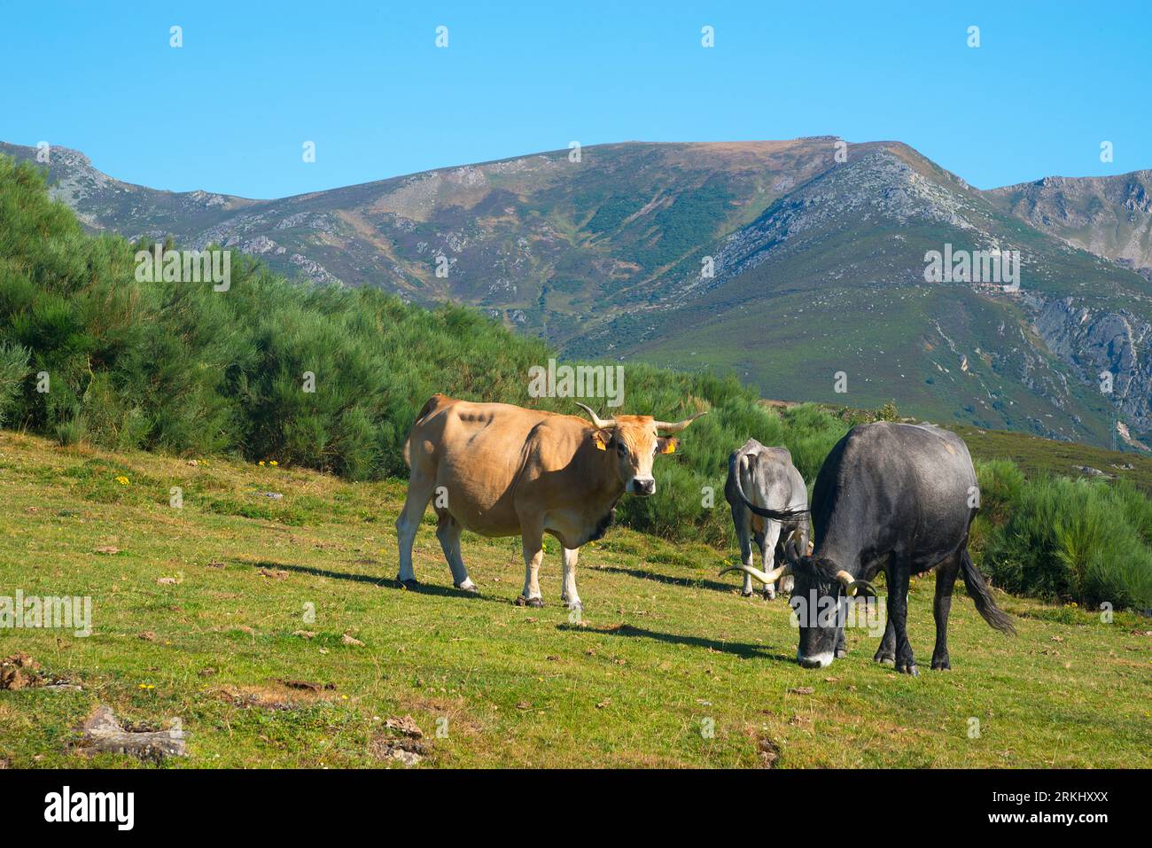 Tudanca cows. Brañavieja, Cantabria, Spain. Stock Photo