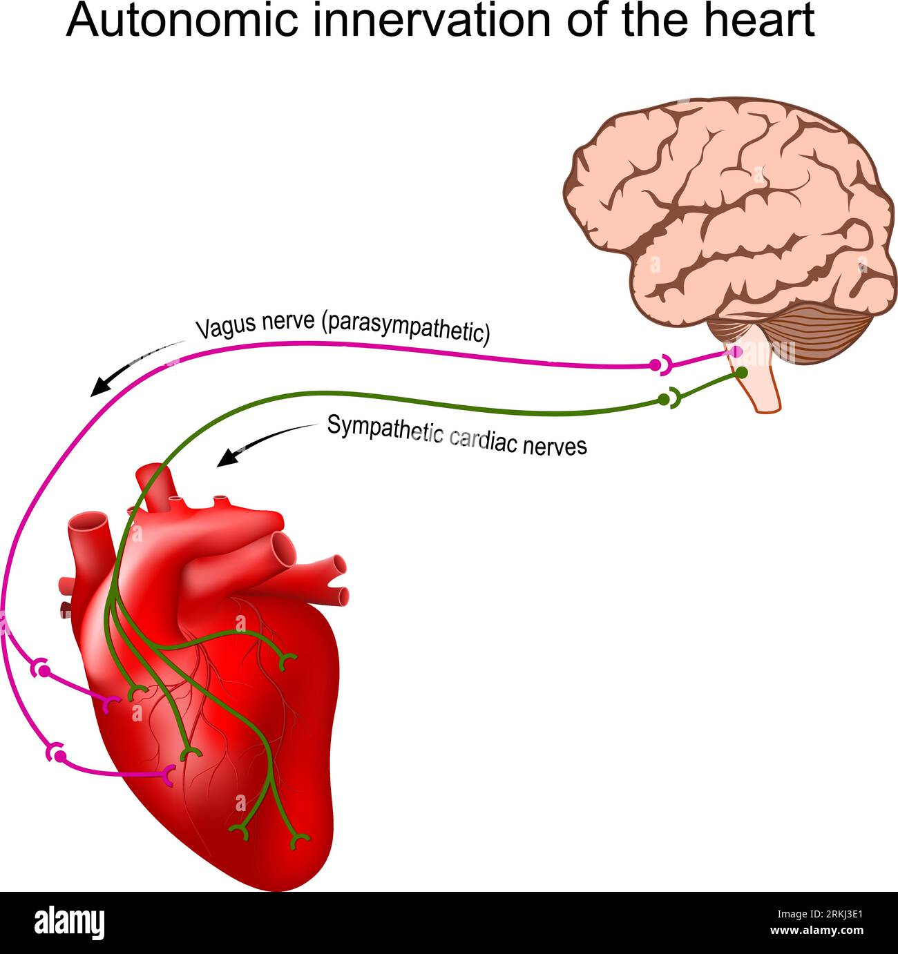 Heart innervation. Autonomic nervous system. Sympathetic and Parasympathetic. Human brain with vagus nerve and cardiac nerve. heart rate control Stock Vector