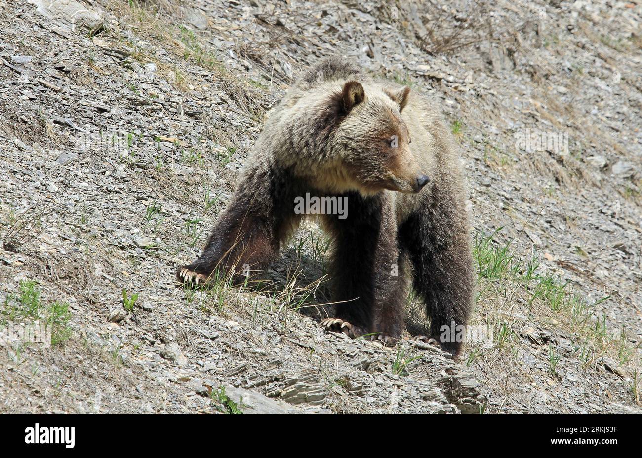 Mama grizzly waiting for her cubs - Canada Stock Photo