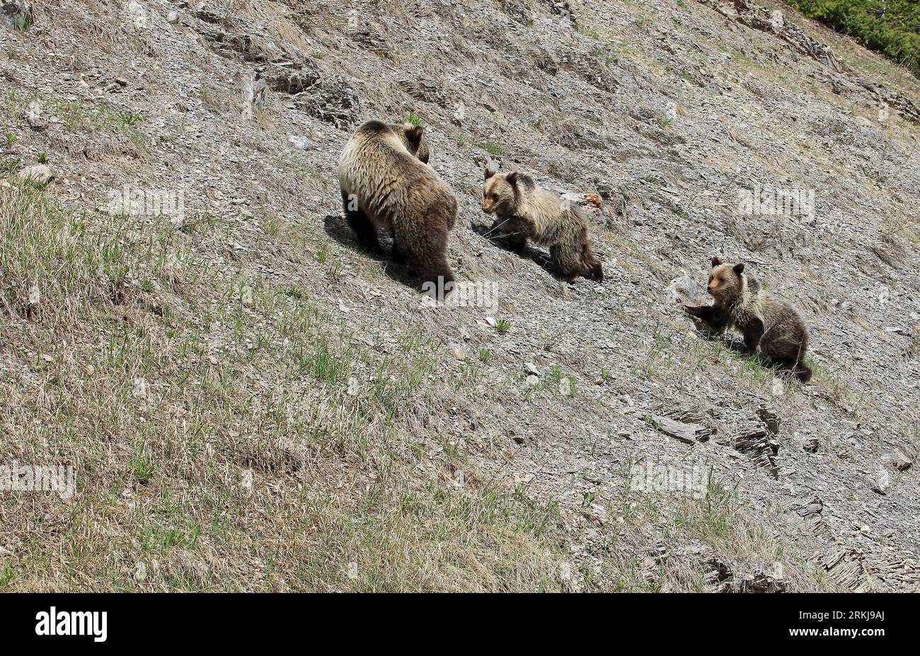 Mama grizzly and two cubs - Canada Stock Photo