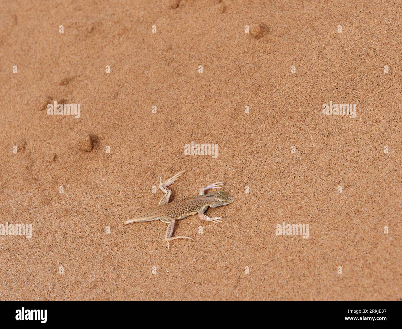 A dunes sagebrush lizard (Sceloporus arenicolus), in the Namib Desert, Namibia. Stock Photo