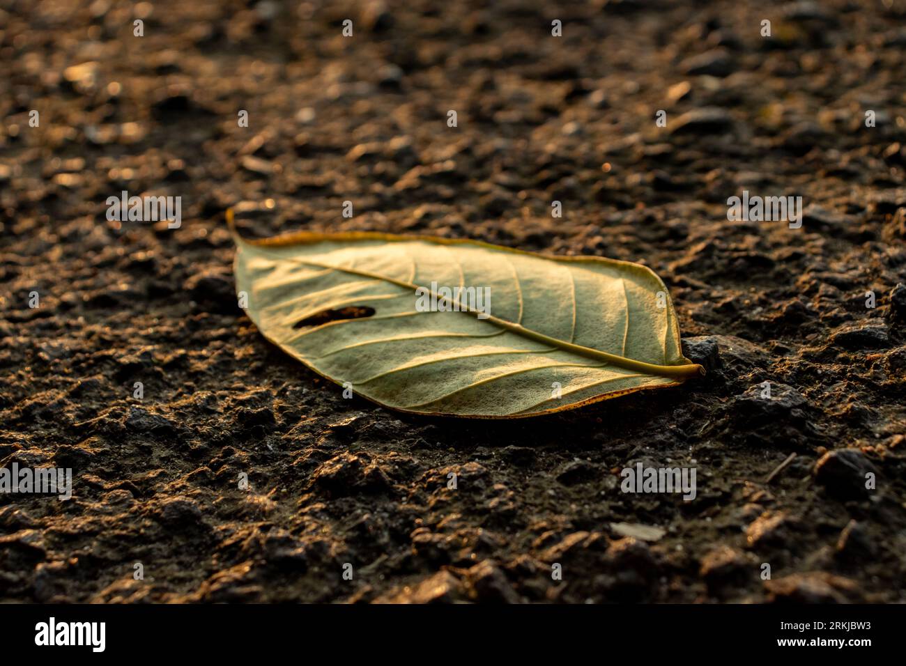 A ripped leaf on the road, in the early morning, after some edits. Stock Photo