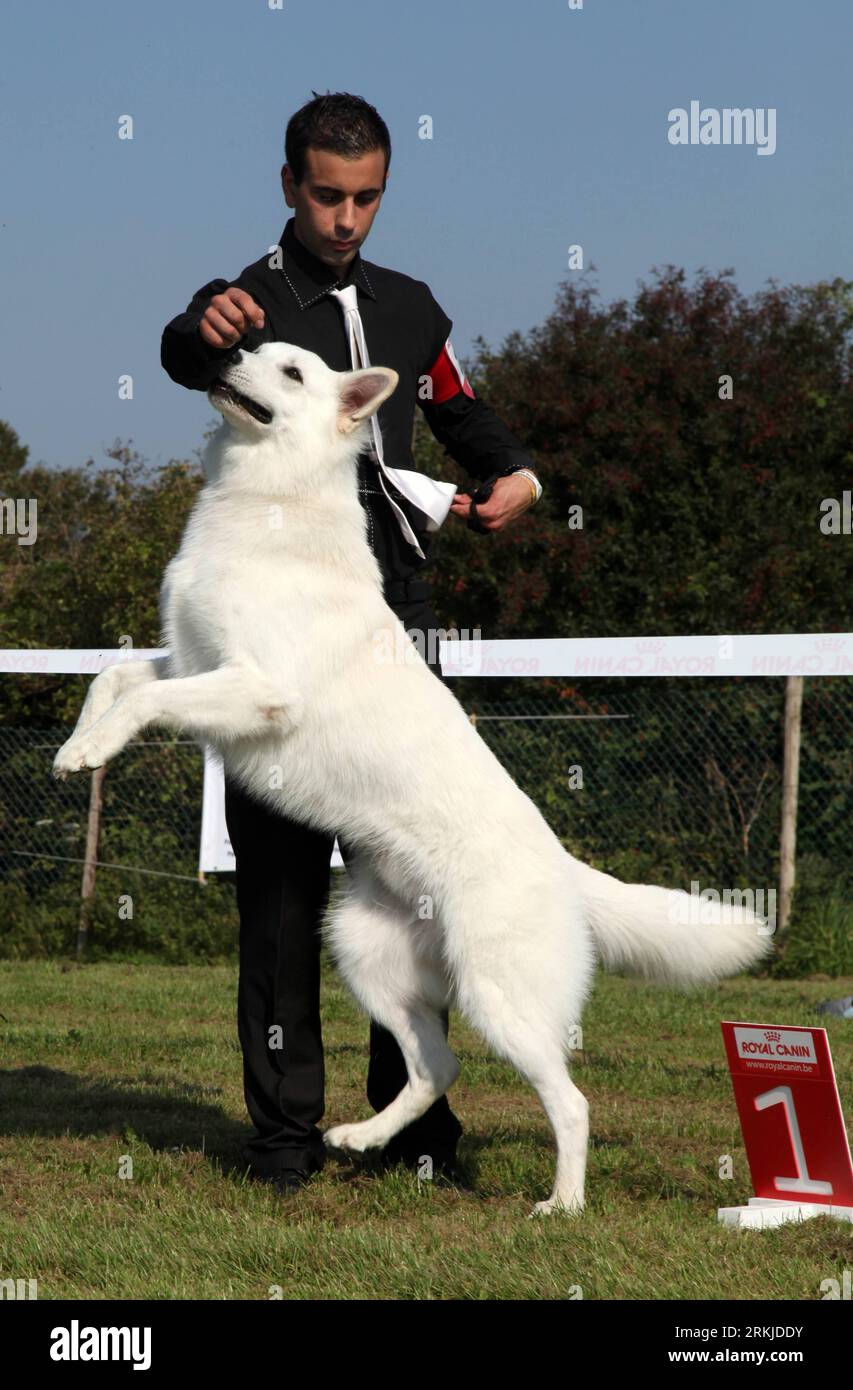 Bildnummer: 56113144  Datum: 25.09.2011  Copyright: imago/Xinhua (110926) -- BRUSSELS, Sept. 26, 2011 (Xinhua) -- A man enjoys a happy moment with his pet dog which won the first place at the 6th international Switzerland s White Huntaway competition held in Chastre, Belgium, Sept. 25, 2011. (Xinhua/Wang Xiaojun) BELGIUM-BRUSSELS-SWITZERLAND S WHITE HUNTAWAY-COMPETITION PUBLICATIONxNOTxINxCHN Gesellschaft Tiere Hund Neuseeländischer New Zealand Wettbewerb xns x0x 2011 hoch      56113144 Date 25 09 2011 Copyright Imago XINHUA  Brussels Sept 26 2011 XINHUA a Man enjoys a Happy Moment With His Pe Stock Photo